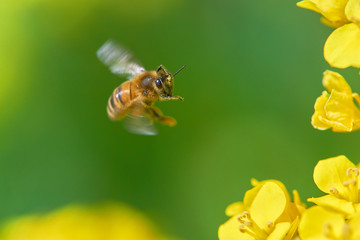 ミツバチ　ホバリング　可愛い