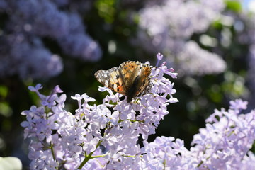 Butterfly Vanessa cardui on lilac flowers. Pollination blooming lilacs.
