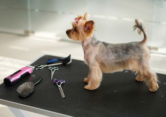 Yorkshire terrier at a dog grooming salon