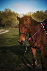 Obraz premium Beautiful horse in the field.