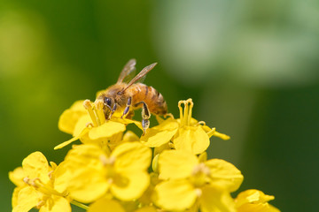 ミツバチと菜の花