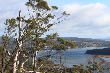 tree with a river in the background