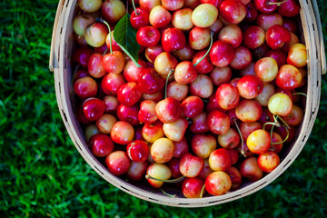 Basket with freshly picked cherries