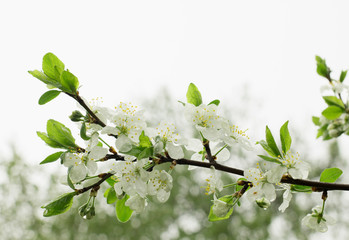 A branch of an apple tree, flowers of an apple tree, flowering trees