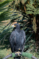 A Black or Verreaux's Eagle on a perch in a rehabilitation centre.