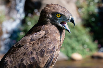 A Brown Snake Eagle with open beak.