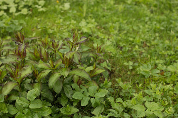 Shoots of a young green grass