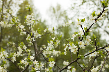 Fototapeta premium A branch of an apple tree, flowers of an apple tree, flowering trees