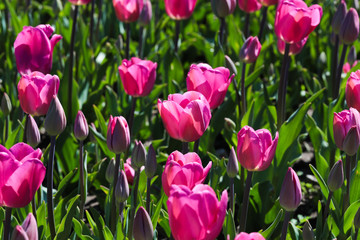 Beautiful bouquet of tulips nature background.