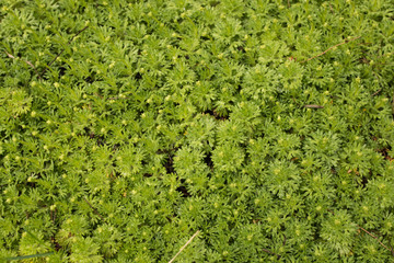 Green moss texture