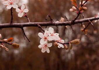 A branch of an apple tree, flowers of an apple tree, flowering trees