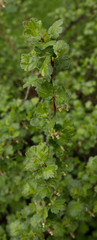 Bush gooseberry with green leaves