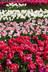 Beautiful bouquet of tulips nature background.