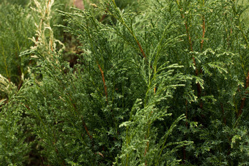 Juniper, green bush, juniper branch