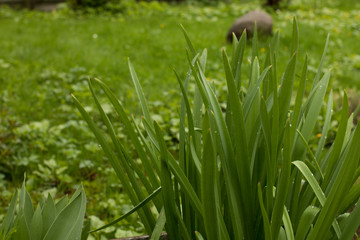 Lawn grass top view