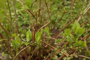 Young branches on green bushes