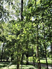 trees in the summer  park