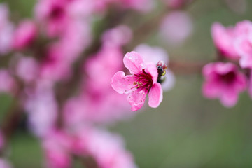 Pink peach flowers begin blooming in the garden. Beautiful flowering branch of peach on blurred garden background. Close-up, spring theme of nature. Selective focus
