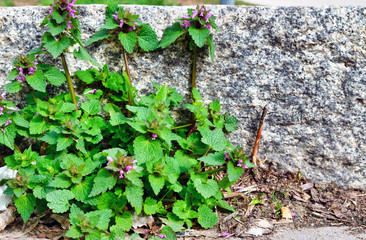 High Angle View of Plants Growing on Field