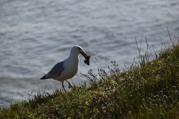 Goéland mouette