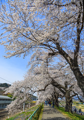 Cherry blossom in Miyagi, Japan