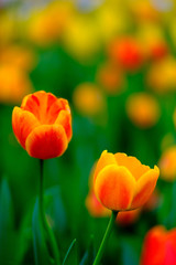 Obraz premium Beautiful orange tulips in flower field