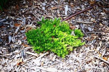 green grasses on the floor
