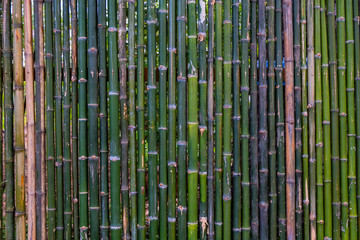 Grunge green bamboo fence,texture background..