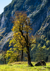maple trees at Ahornboden, Karwendel mountains, Tyrol, Austria