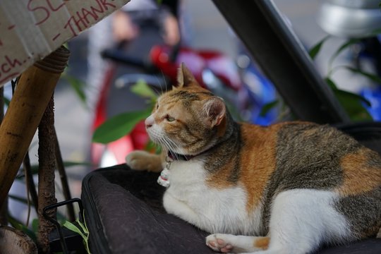 Nama Kemono photos, images, assets | Adobe Stock