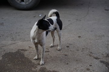 タイの路上の犬