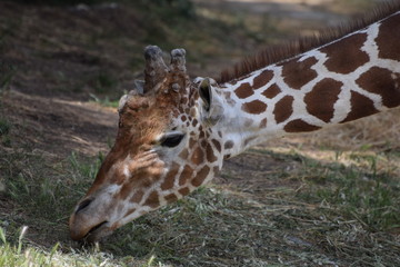 The head of a giraffe nibbling grass.
