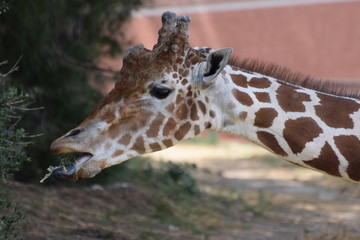 Obraz premium The head of a giraffe nibbling grass.