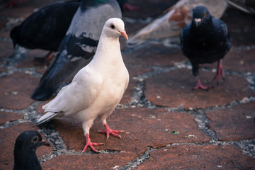 Pigeons on the city street