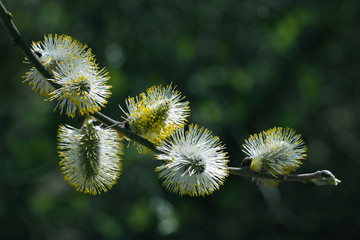 Willow branches with buds in spring day