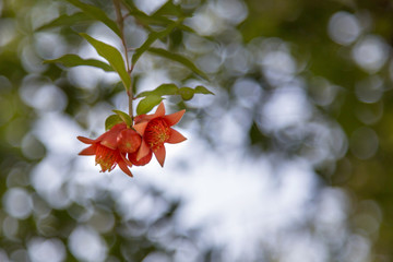 pomegranate branch with flower