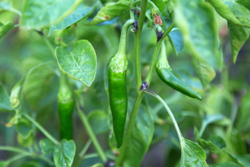 fresh green peppers with leaves