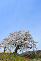 Fototapeta na wymiar Cherry blossom in Miyagi, Japan