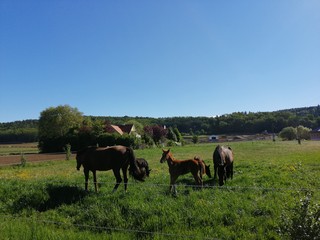 FOALS  with  mother