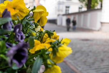  City landscape. Riga, Latvia. Sunny summer day. Traveling in Europe. City sky.