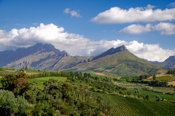 Fototapeta na wymiar Vineyards, forests and mountains in summer, near Stellenbosch, South Africa