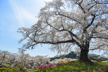 Fototapeta premium Cherry blossom in Miyagi, Japan