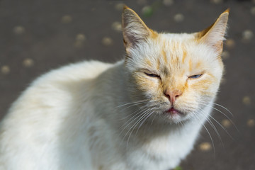 Wise pensive light cat