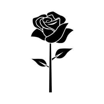flat black rose in a white background