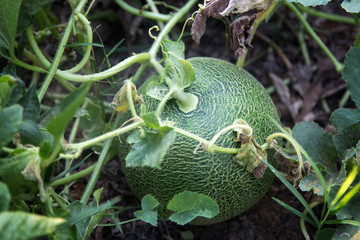 green melon or cantaloupe growing in soil