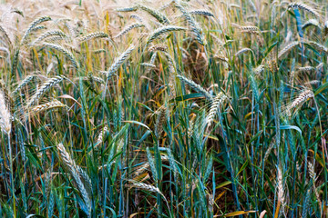 Wheat field on a sunny spring day
