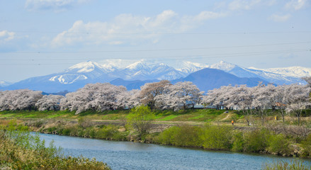 Naklejka na ściany i meble Cherry blossom with snow mountain background
