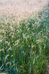 Wheat field on a sunny spring day