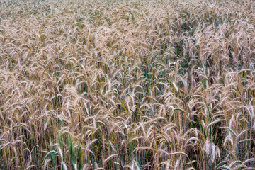 Wheat field on a sunny spring day