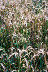 Wheat field on a sunny spring day